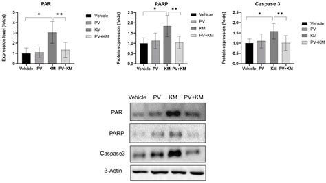 Pravastatin Administration Alleviates Kanamycin-Induced Cochlear Injury ...