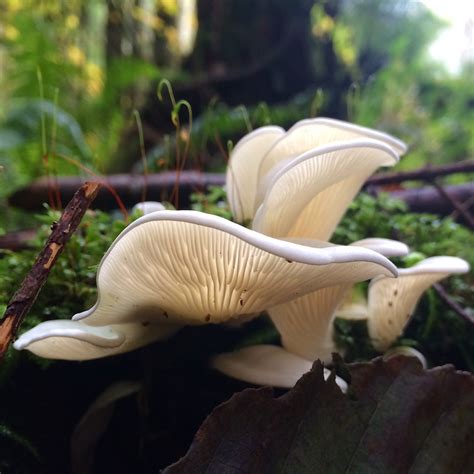 Angel Wing Mushrooms in Lower Seymour Conservation Reserve