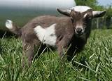 Nigerian Dwarf Goats For Sale in Missouri from Dreamer's Farm