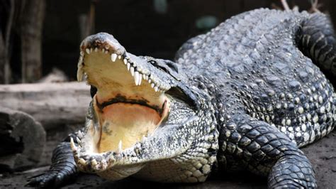 Image result for Crocodile Exploding