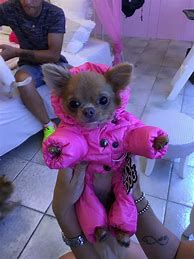 Image result for Cute Animals Dressed as a Bunny