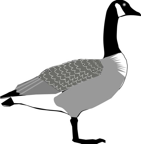 Big Image - Canada Goose Clipart - Full Size Clipart (#3649324 ...