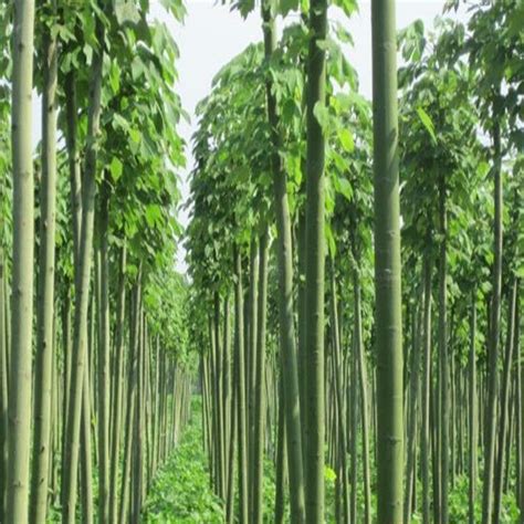 优质林木种子 法国梧桐树种子泡桐树 海桐种子 青桐种子 珙桐种子-阿里巴巴