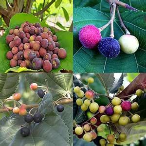 Phalsa plant, Falsa fruit Dwarf Grewia asiatica Sherbet berry grafted ...