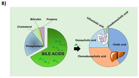Bile Acids and GPBAR-1: Dynamic Interaction Involving Genes ...