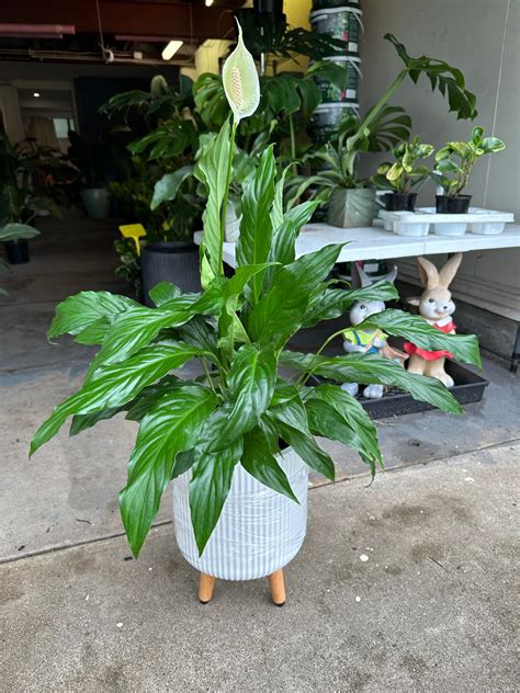 Peace Lily Spathiphyllum – The Ruby Plants