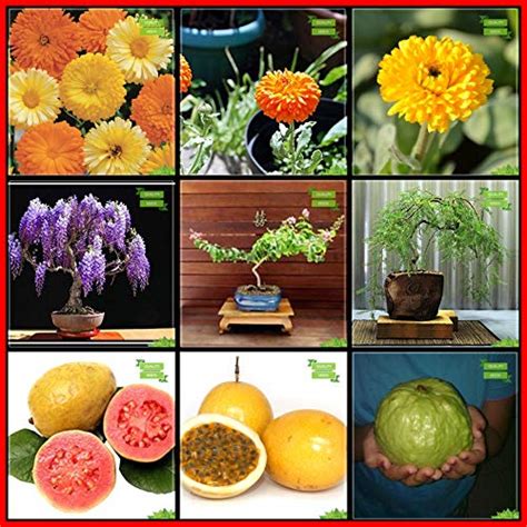 Creative Farmer Seeds For Gardening Combo Flower Seeds & Tree Seeds ...