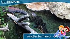 ingresso oltremare oltremare riccione prezzi ingresso hotel con bambino gratis ingresso oltremare oltremare riccione prezzi ingresso hotel con bambino gratis