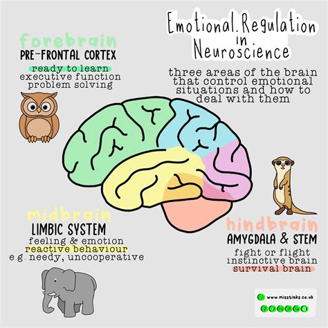 Emotional regulation in neuroscience – Artofit