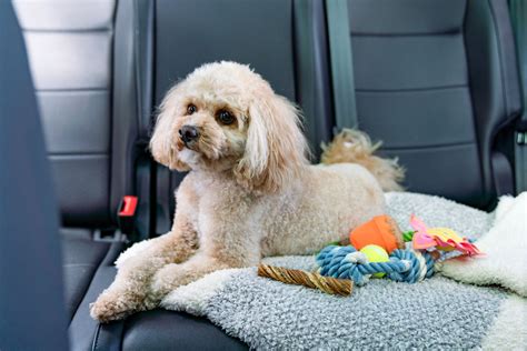 How to Prepare a Car-Sick Dog for Relaxed Road Trips: Ultimate Tips - Dogs Quiz