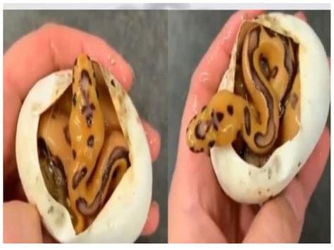 PHOTOS: कितने बड़े होते हैं सांप के अंडे, इनसे कितने दिनों में निकलते ...