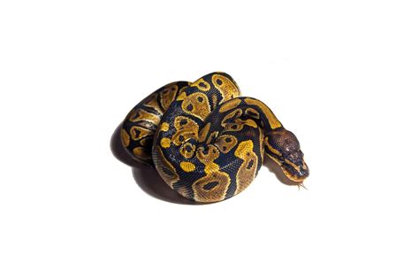 Image result for Normal Ball Python Star Gazing