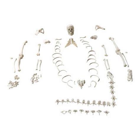 Human Anatomical Models - Human Thyroid Model Manufacturer from Coimbatore