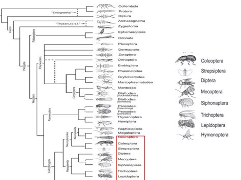 Classification of insects | PPTX