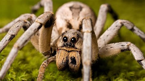 Big Hairy Wolf Spider