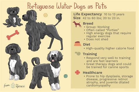 Hypoallergenic Dog Breeds List With Pictures