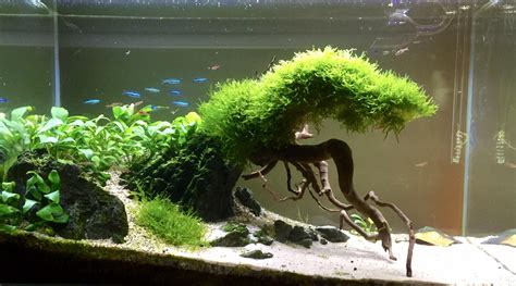 Image result for Java Moss Carpet