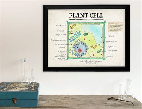 Cell Structure Poster 的图像结果