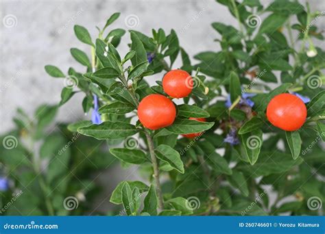 Jerusalem cherry berries. stock image. Image of green - 260746601