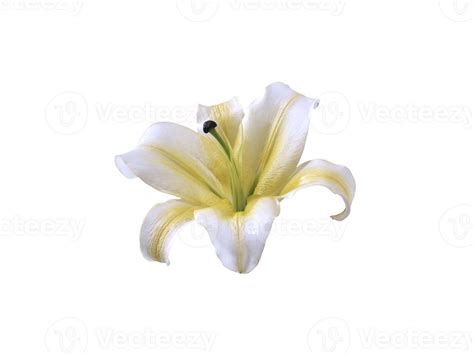 flower, transparent background 24851108 PNG