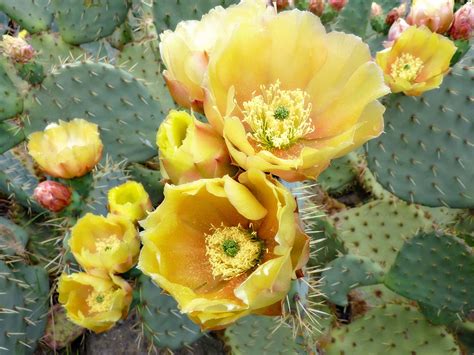 Download Yellow Prickly Pear Cactus Flower Wallpaper | Wallpapers.com