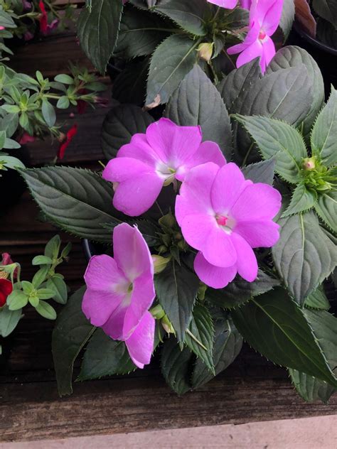 Sunstanding Impatiens Vs Sunpatiens at Oliver Howell-price blog