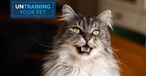 Untraining Your Pet: Stop Your Cat Meowing All Night