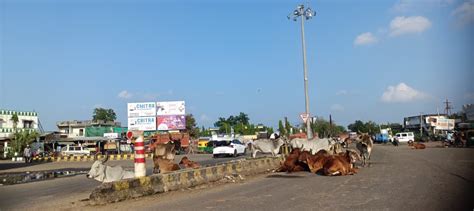 Gathering of cows at Sojitra Moti Chokdi