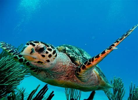 Image result for Turtle Method Multiplication