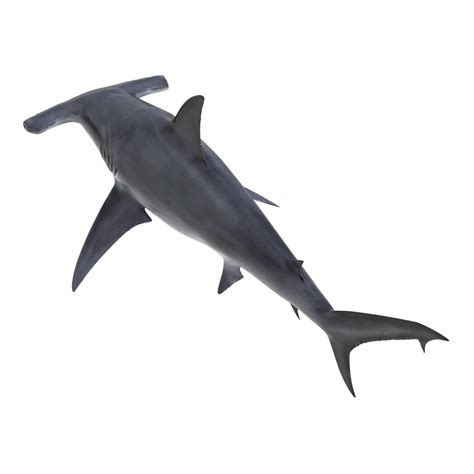 Great Hammerhead Shark 3D | 3D Molier International