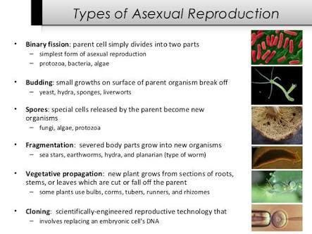 what are the different methods of Asexual Reproduction give one example ...
