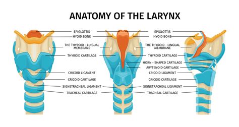 Larynx Cartilage Anatomy Composition 26322388 Vector Art at Vecteezy