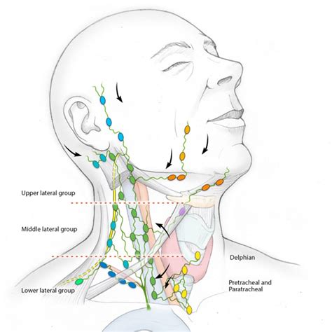 Lymph Nodes Locations Head
