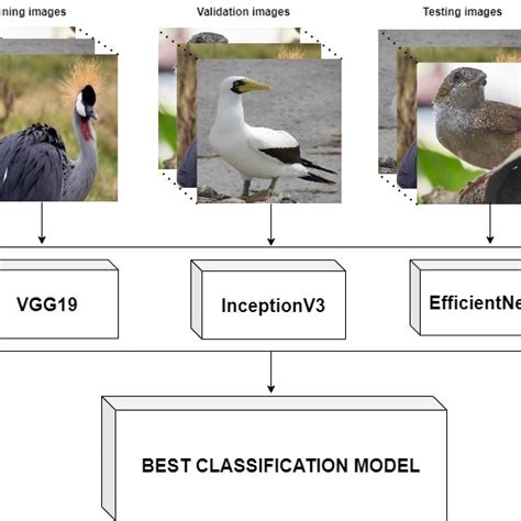Bird Species Classification Using MATLAB 的图像结果
