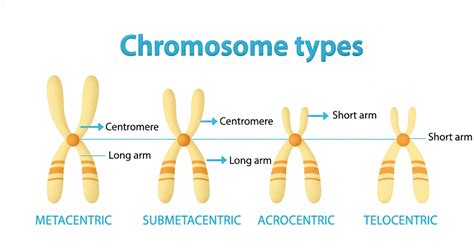 Types of Eukaryotic Chromosomes Based on Centromeres