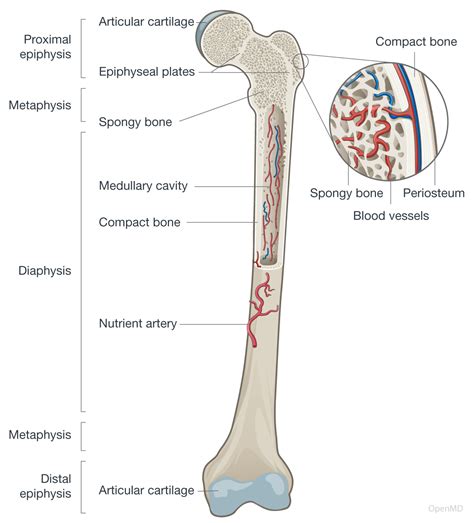Introduction to the Skeletal System