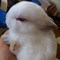 Image result for Miniature Dwarf Bunnies