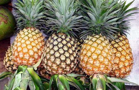 菠萝长在哪里的_水果种植网 - 撒哈拉