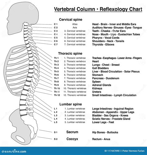 Spine Column Reflexology Chart Vertebrae Stock Vector - Illustration of coccyx, areas: 117447090 - illustration of spine with numbered vertebrae