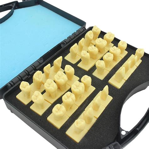 Buy FSFF Dental Teeth Model Gingiva Visible Anatomic Demonstration ...