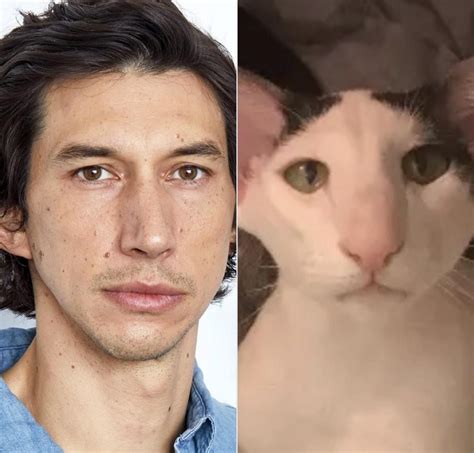 This cat looks a lot like Adam Driver