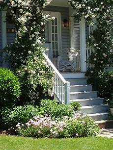 Climbing Plants For Front Of House by Miss Gingham Climbing Roses Climbing Plants For Front Of House