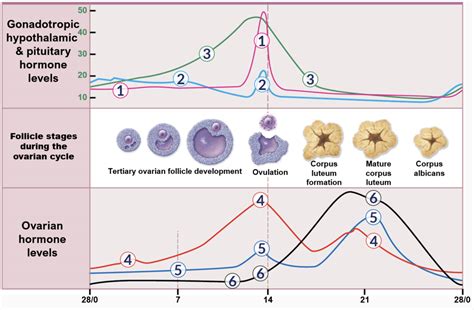 Period Cycle Graph 的图像结果