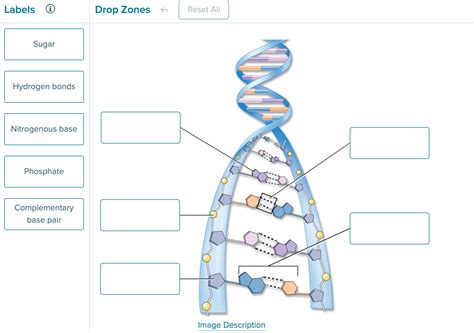 DNA Label 的图像结果