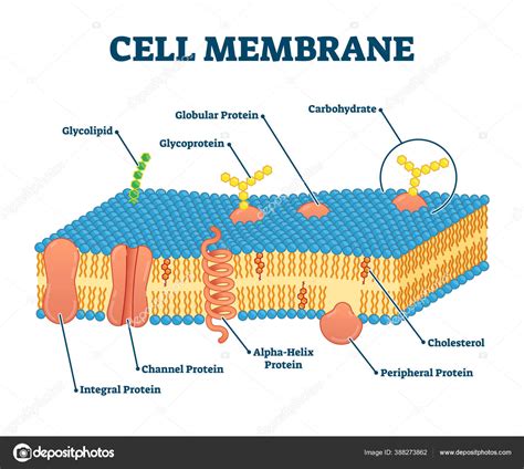 Plasma Membrane Cholesterol
