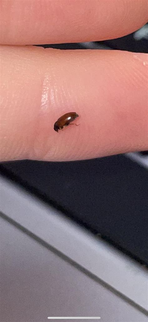 These tiny bugs sometimes show up on my laptop screen when I’m in bed ...