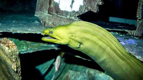 New species of Moray eel discovered off Cuddalore coast named after ...
