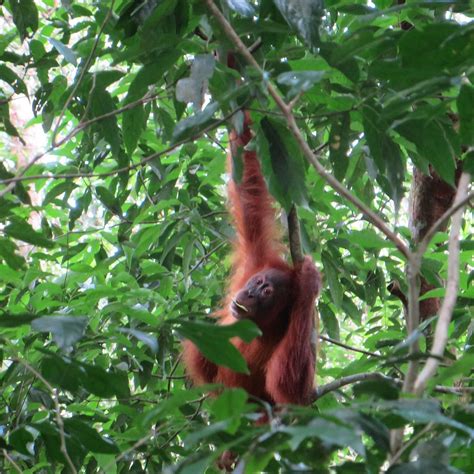 GREEN HILL GUESTHOUSE & SUSTAINABLE JUNGLE TREKKING (Bukit Lawang ...
