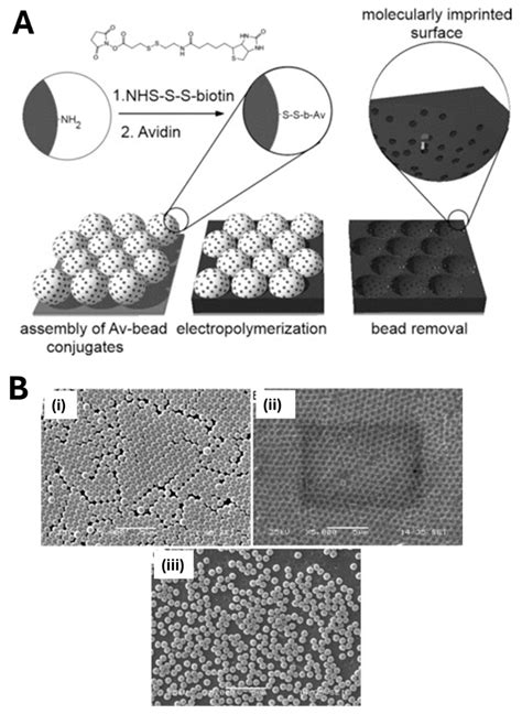 Advances in the Direct Nanoscale Integration of Molecularly Imprinted ...