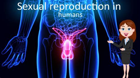 Image result for How Humans Reproduce